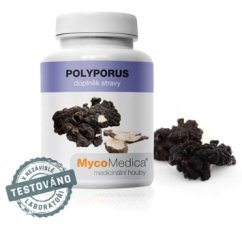 Polyporus v optimální koncentraci | MycoMedica