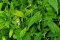 Kalmegh (Andrographis paniculata)